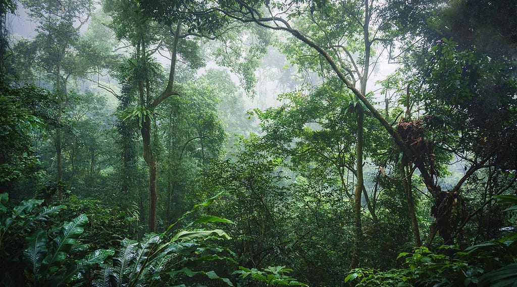 parc national de Cuc Phuong