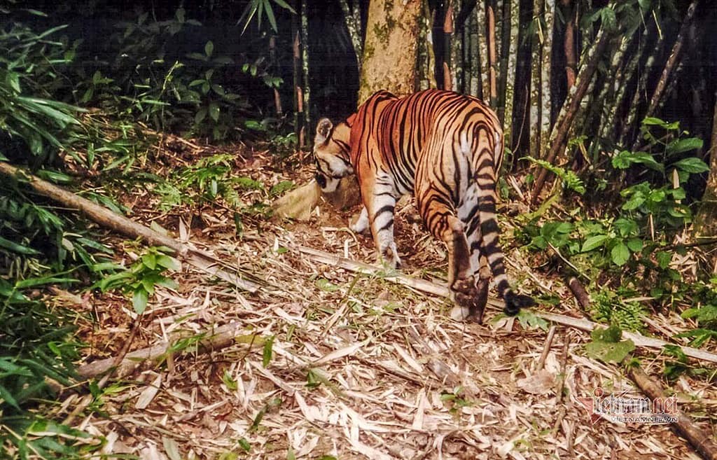 Tigres au Vietnam Où peut-on voir des tigres au Vietnam ? Tigres au Vietnam Où peut-on voir des tigres au Vietnam ?