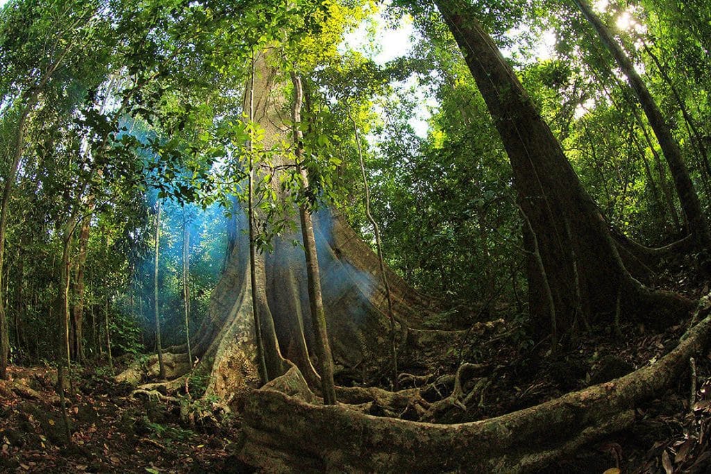 parc national de Cat Tien