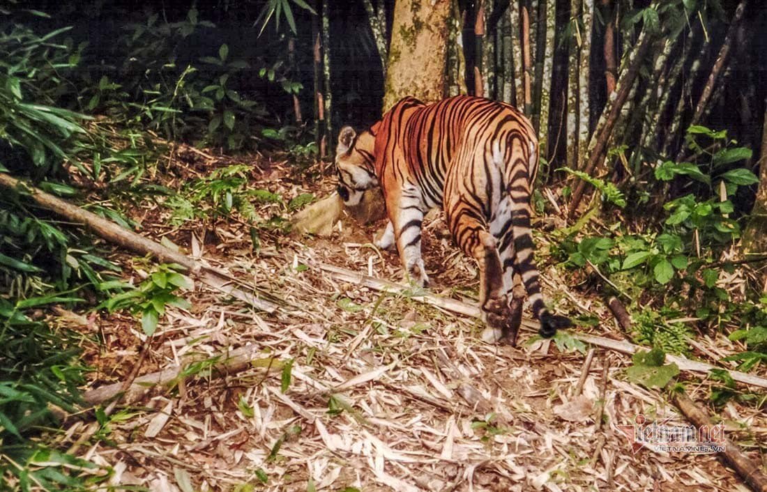 Combien de tigres au Vietnam ?