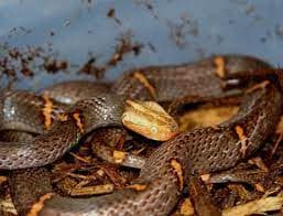 Serpents les plus venimeux du Vietnam