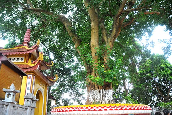 Guide de voyage : La pagode Tran Quoc, pagode la plus ancienne de la ville de Hanoi