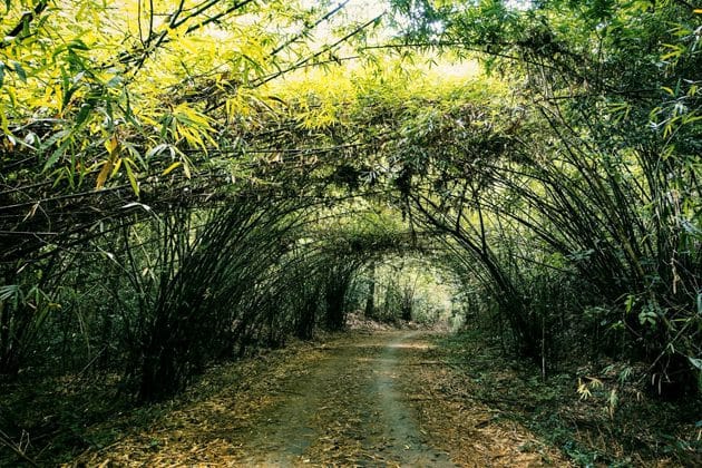 parc national de Cat Tien