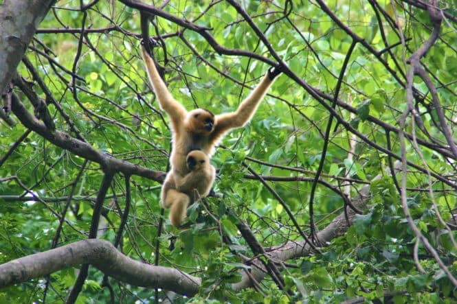 Voyage et volontariat au Vietnam - faire du bénévolat au Vietnam Voyage et volontariat au Vietnam - faire du bénévolat au Vietnam