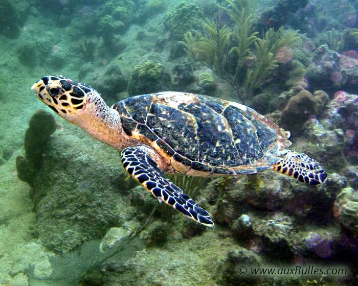 tortue imbriquée