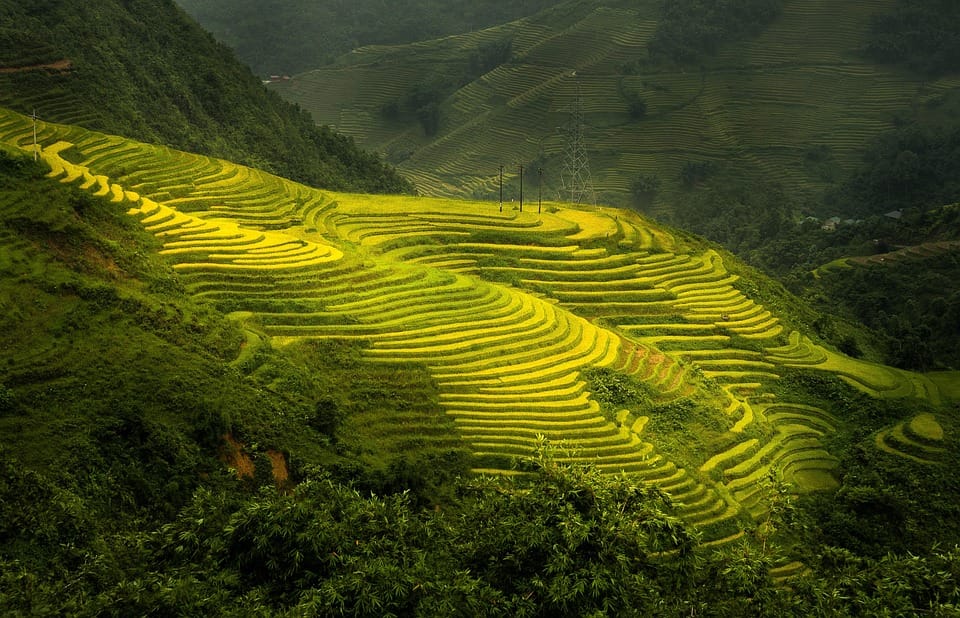 Rizières en terrasse de Sapa